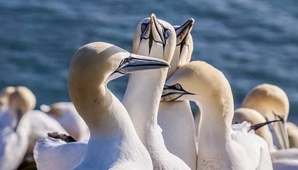 开云APP-英超锋刃出鞘！葡萄牙绝境逢生，C罗任意球绝杀书写关键一胜！