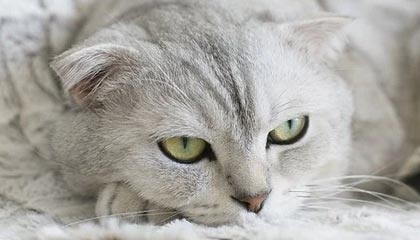 开云体育中国-美国男篮碾压塞尔维亚男篮，恩比德爆发神勇，引爆篮球盛宴