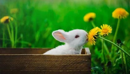 开云体育登录-魔术奇迹逆袭篮网，米切尔上演绝境逆转的大戏